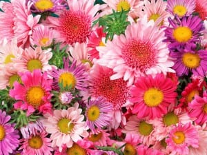 Floraisons étenernelles