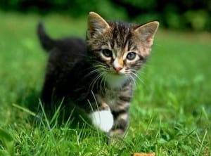 chat