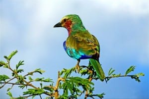 un bel oiseau 2.