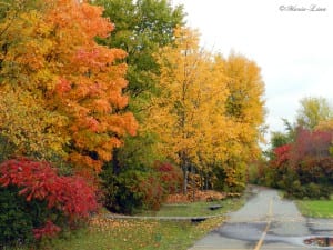 arbres aux mille couleurs
