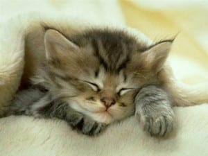 le chat
