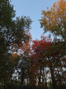 L'automne monotone 2