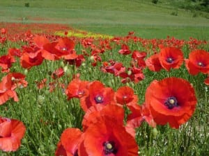 coquelicots
