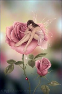 rose aux fées