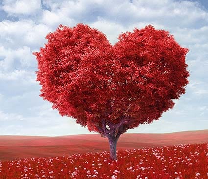 arbre-en-coeur