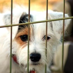 cet-ete-60000-animaux-abandonnes