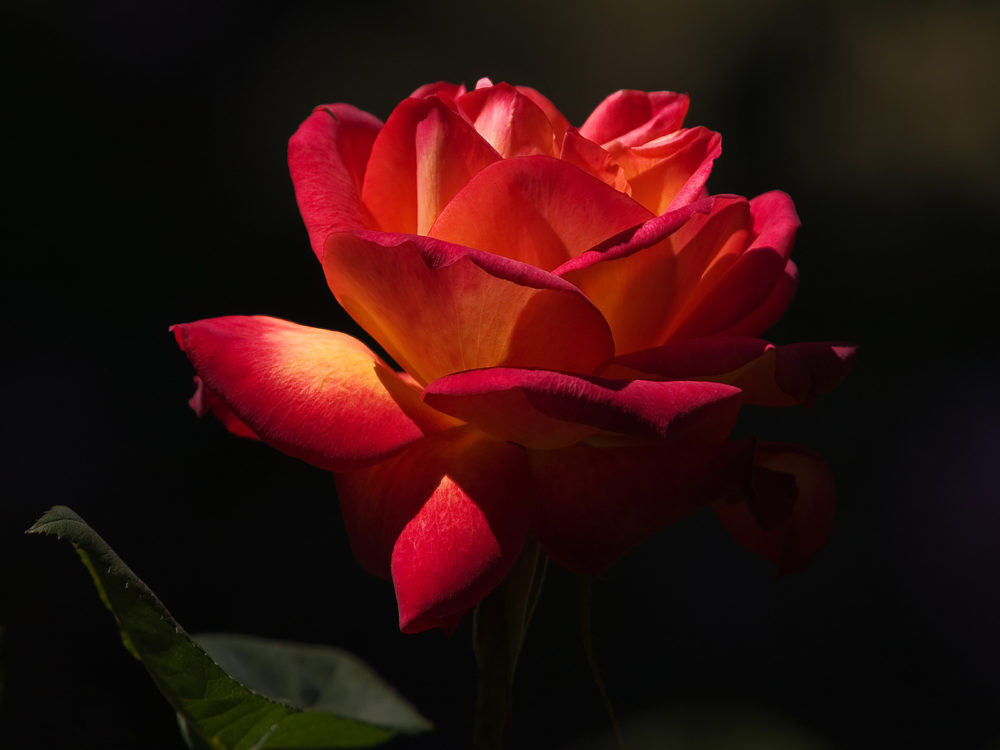 Elle s'appelle Rose