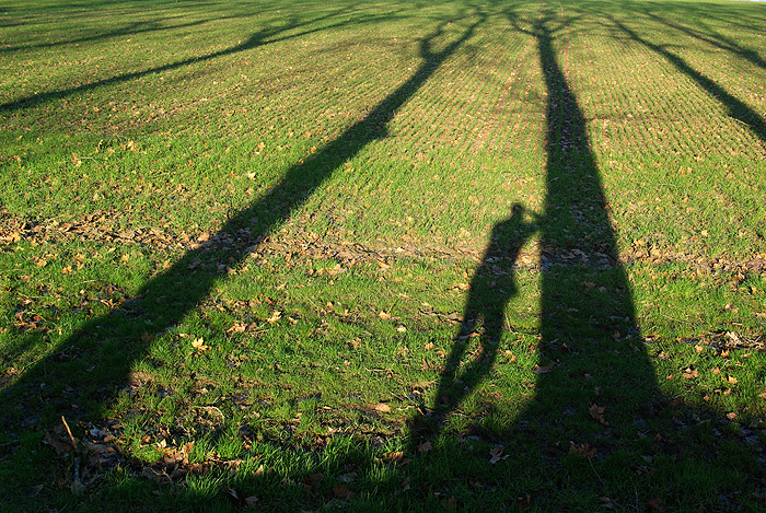 RTEmagicC_40235_arbre_pierre-mestre_CC-BY-NC-ND-2.0_txdam31137_9dd4e4