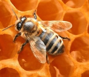 abeille ouvrière