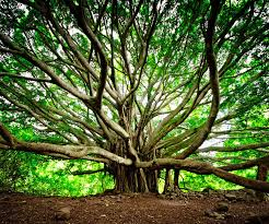 Arbre 2.
