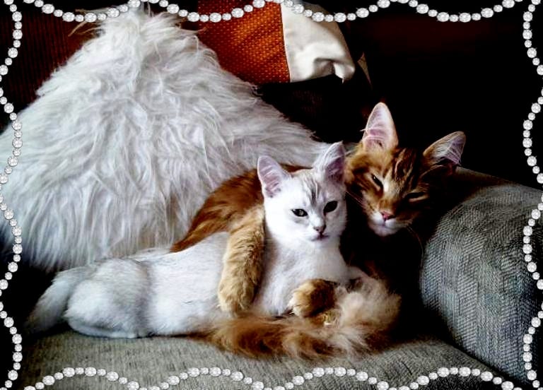 Chatte et chat