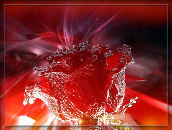 Rose d'amour