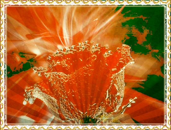 Rose des Fées