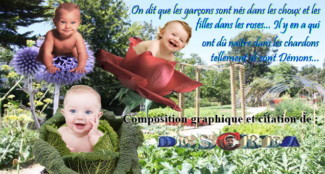 On dit que les garçons sont nés dans les choux