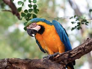 Un beau oiseau
