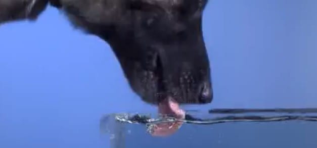 un chien boit de l'eau