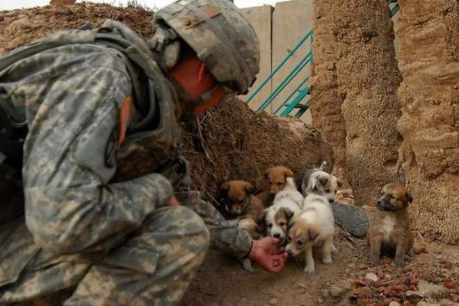 soldats-et-chiens-chats-secourus-1-L.jpg