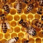 La Sagesse de l’abeille – Jean-Marie Audrain