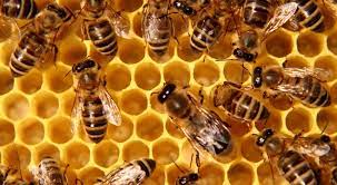 La Sagesse de l’abeille – Jean-Marie Audrain