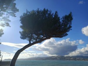 L’arbre et sa mer – Hélène Lebougault