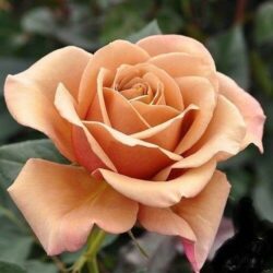 La rose annonce sa jalousie