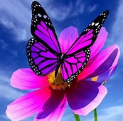 Joli papillon
