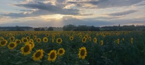 Les tournesols en concert – Hélène Lebougault