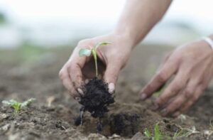 Respect aux chlorophylliens