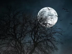 Lycanthropie Sarah Rose