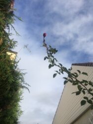 LA ROSE EN DEUIL