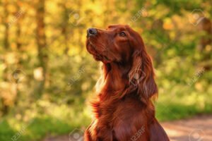 SETTER ROUGE ET MOUTON BLANC