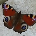 ACHINEBA