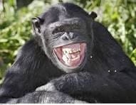 nés chimpanzés ! – Rémi Guillet