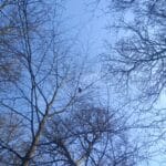 La branche, Lucienne Maville-Anku