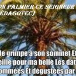 Mon palmier, ce seigneur -Brahim Boumedien