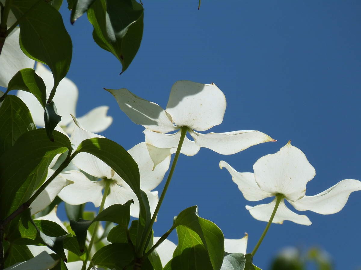 p62.jpg