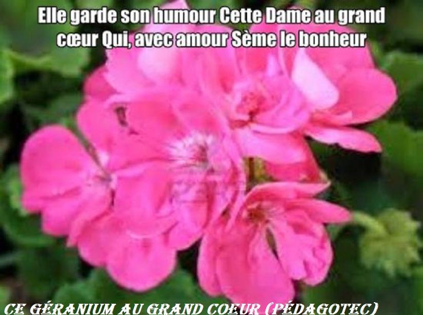 ce-geranium-au-grand-coeur.jpg