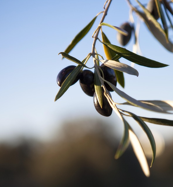 olives-2532171_640.jpg