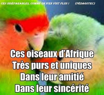 ces-inseparables-comme-on-n-en-voit-plus...--1.jpg
