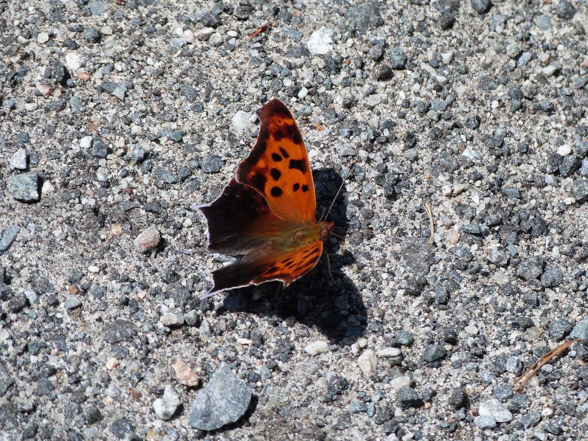 p65.jpg