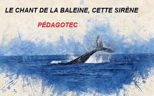le-chant-de-la-baleine-cette-sirene-b.jpg