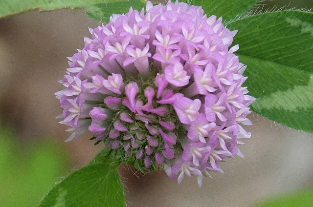 p131.jpg