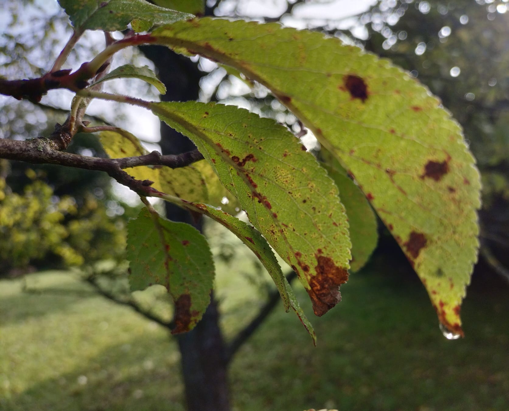 1. FEUILLES TACHEES.jpg