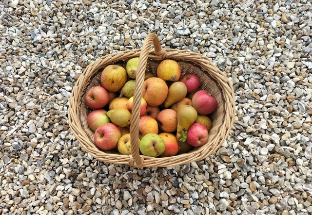 2. PANIER DE POMMES.jpg