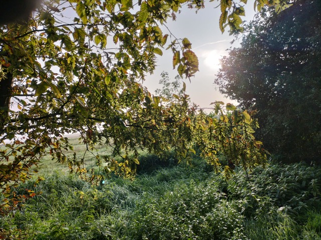 SOLEIL D'AUTOMNE.jpg