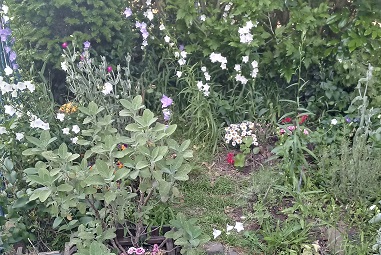 jardin mini.jpg