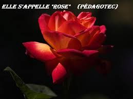 Elle s'appelle Rose.jpeg