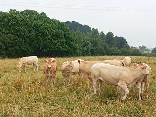 vache.jpg