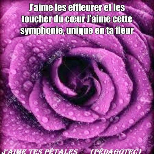 j-aime-tes-petales-2.jpg