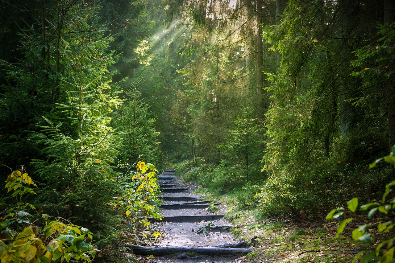 Chemin dans la forêt.jpg